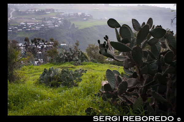 Vista general de la ciutat de Lalibela. Lalibela és una ciutat monàstica del nord d'Etiòpia, la segona ciutat santa del país, després d'Aksum, és un important centre de peregrinació. La seva població pertany gairebé íntegrament a l'Església ortodoxa etíop. Està situada a l'estat federat de Amhara, a 2.500 msnm. Segons l'Agència Central d'Estadística d'Etiòpia, la seva població el 2005 era de 14.668, 7.049 homes i 7.619 dones. Lalibela, antigament anomenada Roha, va ser la capital de la dinastia Zagüe. Va rebre el seu nom actual del rei Gebra Maskal Lalibela (1172-1212), canonitzat per l'Església etíop, que va voler construir a la ciutat una nova Jerusalem en resposta a la conquesta de Terra Santa pels musulmans. Molts dels seus edificis històrics van prendre el seu nom d'edificis en aquella ciutat. La ciutat alberga les famoses esglésies tallades a la roca de Lalibela, construïdes durant el regnat de Gebra Maskal Lalibela i declarades Patrimoni de la Humanitat per la Unesco el 1978. La més emblemàtica és la de Beta Girorgios (La casa de Sant Jordi) amb planta de creu grega i quinze metres d'altura, tallada íntegrament a la roca.Cerca de les esglésies es troben el monestir de Ashetan Maryam i l'església de Yemrehana Krestos, del segle XI, construïda a l'estil Axumita, albergada en una cova.