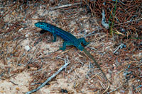 Formentera. formentera Gecko lagarto par Podarcis pityusensis formenterae