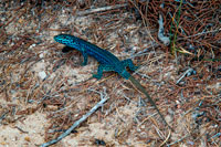 Formentera. Formentera Gecko llangardaix parell Podarcis pityusensis formenterae