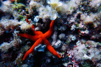 Formentera. Ver estrellas en el área del arco, Formentera, Islas Baleares, Mar Mediterráneo, España. El Arco ofrece una rica, paisaje marino recreativo. Es un sitio de buceo ideal para poner al día sus técnicas de buceo o simplemente para disfrutar de una inmersión agradable. Buceo en el Arco es perfecto para practicar su técnica de buceo porque el buceo puede tener lugar en todos los niveles: de 3 a 15 metros, con un gradiente de profundidad progresiva. El arco es también uno de los mejores sitios de buceo en Formentera para inmersiones de iniciación, ya que ofrece una inmersión fascinante a poca profundidad.