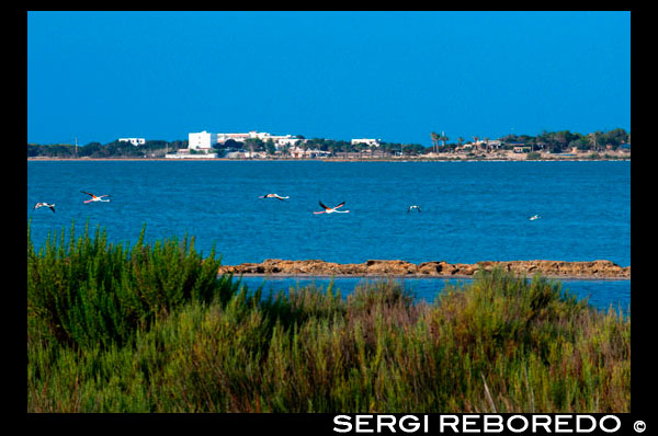 Flamingos. Sunset. Pudent Lake. Formentera. Balearic Islands, Spain, Europe. Spain; Formentera; flamingos; flamingo; saltworks; Pudent; lake; sunset; active; routes; travel; with; child; children; woman; people; salt; horizon; horizontal; ibiza; islands; no; outdoors; people; pond; rock; saline; saltworks; spain; spice; stone; water; island; baleares; balearic; bicycle; countryside; active; cycle; direct; direction; directions; es; estany; formentera; francesc; free; hike; hiking; holiday; ibiza; indicate; island; islas; la; lagoon; lake; natural; path; paths; point; pointing; pudent; pujols; ramble; route; sant; savina; sign; spain; time; tourism; tourist; vacation; walk; walking; way; Baleares; atrraction; destination; Europe; European; holiday; travel; islands; mediterranean; photos; place; spanish; sun; tourism; touristic; vacation; view; Balearics; beautiful; beauty; paradise; fun; happy; coastal; paradisiac; popular
