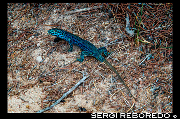 Formentera Gecko llangardaix parell Podarcis pityusensis formenterae Espanya; Formentera; Gecko; llangardaix; illa; balear; Balears; atrraction; animals; fons; balear; platja; bella; bellesa; cos; camuflatge; de prop; el color; colorit; parella; criatura; dia; detall; ecologia; medi ambient; ambiental; exòtic; ull; formentera; formenterae; gecko; verd; Eivissa; illa; illes; poc; llangardaix; la naturalesa; a l'aire lliure; mascota; pityusensis; Podarcis; rèptil; rèptil; rocosa; escala; mar; petita; pedra; cua; tropical; típica; vibrant; vívida; blanc; salvatge; desert; la vida silvestre; destí; Europa; Europea; vacances; viatjar; illes; mediterrani; fotos; col·locar; espanyol; sol; turisme; turístic; vacances; vista; Balears; bella; bellesa; el paradís; divertit; feliç; costanera; paradisíaca; popular