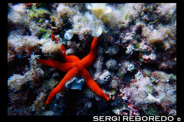 Ver estrellas en el área del arco, Formentera, Islas Baleares, Mar Mediterráneo, España. El Arco ofrece una rica, paisaje marino recreativo. Es un sitio de buceo ideal para poner al día sus técnicas de buceo o simplemente para disfrutar de una inmersión agradable. Buceo en el Arco es perfecto para practicar su técnica de buceo porque el buceo puede tener lugar en todos los niveles: de 3 a 15 metros, con un gradiente de profundidad progresiva. El arco es también uno de los mejores sitios de buceo en Formentera para inmersiones de iniciación, ya que ofrece una inmersión fascinante a poca profundidad. España; Formentera; rojo; ver; la estrella; coral; bucear; el buceo; buzo; arco; área; azul; profundidad; isla; balear; Baleares; atrraction; destino; Europa; Europea; vacaciones; aventuras; acuático; balear; cueva; cavediving; caverna; coral; Arrecife de coral; los arrecifes de coral; bucear; buzo; el buceo; eivissa; europa; extrema; la fauna; formato; gerald; manía; vacaciones; horizontal; ibiza; en; islamorada; islas; marino; mediterráneo; Sr; n; la naturaleza; Nowak; océano; pino; Pitiusas; arrecifes; arrecifes; rm; submarinismo; mar; vida marina; España; deporte; Sportdiver; sportdiving; deportes; nadar; natación; turismo; turismo; viajar; viajar; bajo el agua; underwaterphoto; underwaterphotography; underwaterpicture; mundo submarino; vacaciones; pared; agua; deporte acuático; la vida silvestre; viajar; islas; mediterráneo; fotos; colocar; Español; sol; turismo; turístico; vacaciones; vista; Baleares; hermosa; belleza; el paraíso; divertido; feliz; costera; paradisíaca; popular