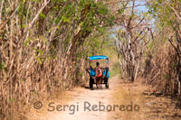 En la isla de Gili Meno no existe el transporte motorizado y los únicos medios para desplazarse de un lado a otro de la isla son la bicicleta y los carros tirados por caballos. Es habitual realizar un tour por la isla en estos carromatos. 