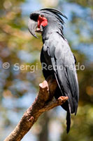 Ejemplar de Cacatúa de Palma (Probosciger aterrimus) en el Parque ornitológico de Taman Burung. Este parque cuenta con una impresionante colección de 300 aves de toda Asia y Australia, además de un pequeño dragón de Komodo. Gili Meno.