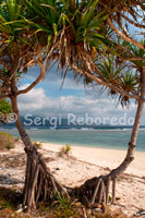 Unes palmeres a la platja de la zona Oest de l'illa, la més desabitada turísticament parlant. Gili Meno.