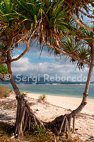 Palm trees on the beach in the west of the island, the most uninhabited touristically speaking. Gili Meno.