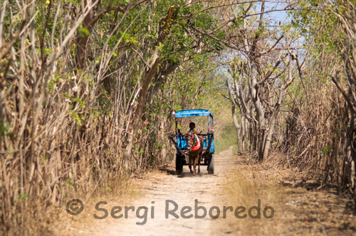 En la isla de Gili Meno no existe el transporte motorizado y los únicos medios para desplazarse de un lado a otro de la isla son la bicicleta y los carros tirados por caballos. Es habitual realizar un tour por la isla en estos carromatos. Las islas Gili (gili en indonesio significa “isla”) son tres: Gili Trawangan, Gili Meno y Gili Air, siendo Air la más cercana a Lombok, y Trawangan la más lejana. Cada una de estas tres islas ha asumido un rol, atrayendo así cada una a su publico específico: Meno es la más aislada de las tres, con un par de resorts ofrece vacaciones tranquilas, relajadas, y con poca gente alrededor. Air es una isla que, sin ser tan bulliciosa como Trawangan, tiene más oferta gastronomica y hotelera. Y Trawangan es ampliamente conocida como la isla de la fiesta. Es en Trawangan donde las juventudes mayoritariamente australianas (aunque también recibe muchas visitas de europeos, y recientemente muchos españoles) vienen a desfasar y a experimentar todo aquello que no es posible o es ilegal en casa. Trawangan ofrece fiesta hasta el amanecer, todo tipo de drogas, setas mágicas, y alcohol local barato (más barato que las bebidas de importación). Toda la calle principal está plagada de bares de cualquier estilo y con diferentes tipos de música, para atraer al turista intrépido. La gente local participa activa y pesadamente, intentando convencer a cualquiera a que se una a su fiesta. Tres bares locales se han repartido las fiestas: los lunes el centro de buceo Blue Marlin (con eso lo digo todo… las resacas de sus miembros trabajadores son espectaculares!), los miercoles en el irish Bar, y los viernes en Rudi’s (famoso por sus bebidas de licores locales al precio más barato de toda la isla). Es normal cada mediodía encontrarse con la gente arrastrando sus ojeras hacia la playa, con un dolor de cabeza infernal.