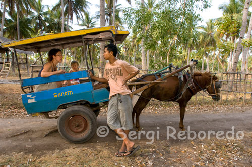 En la isla de Gili Meno no existe el transporte motorizado y los únicos medios para desplazarse de un lado a otro de la isla son la bicicleta y los carros tirados por caballos. Es habitual realizar un tour por la isla en estos carromatos. Además del alcohol y las drogas, están las setas mágicas, legales en estas islas (a falta de policía en la isla que se haga cargo de todo este desastre). Si sucede lo que sucede con el alcohol, no quiero ni pensar qué sucede con las setas. Lo que si se es que hay dos clínicas en las islas (una local con 2 enfermeras, y otra privada con 1 médico), que se pasan el día entero solucionando problemas de higado, e infecciones de oidos. Comentar a este respecto, que hace un par de años unas 28 pesonas murieron de envenenamiento por consumo de alcohol local: Arak y licor de Palma, ya que la destilería local pensó que si le añadía metanol al licor, eso daría un “punch” etílico a las masas occidentales. El mismo concepto de licor dejó a un occidental habitante de la isla literalmente ciego hace 6 meses. Pero los problemas “de higado” no son los únicos de la isla. Si bien no hay Malaria, lo que si suele haber son epidemias de Dengue, traspasadas por picadura de mosquito, y que en su versión breve causan fiebres altas, dolores en articulaciones, y malestar general durante al menos 5-6 días. 