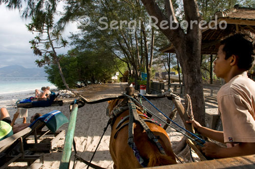 En la isla de Gili Meno no existe el transporte motorizado y los únicos medios para desplazarse de un lado a otro de la isla son la bicicleta y los carros tirados por caballos. Es habitual realizar un tour por la isla en estos carromatos. Pero la fiesta no lo es todo en las Gili, el buceo es la atracción principal, habiendo 6 centros de buceo en Gili Air, 1 en Meno, y 14 (!!!) en Trawangan, varios de ellos pertenecientes a los mismos propietarios (la mafia de los centros de buceo y villas de lujo de las islas!). Pero dejando las mafias locales y occidentales de lado, en cuanto a la calidad de las islas como paraiso del buceo, no mata. Para empezar a bucear, las Gili no están mal, ofrecen arrecifes y tortugas. Para gente con más experiencia, las Gili no se pueden comparar con Bunaken, ni Sulawesi en general, ni Komodo, y mucho menos Borneo. En el 2004 recibieron pleno impacto del Tsunami, y aún hoy muchos sitios no han conseguido recuperar su calidad coralina anterior. Una organización, BioRocks, ha asentado su centro en las islas, y gracias a sus proyectos de preservación del medio ambiente subacuático y en particular del crecimiento del coral mediante impulsos eléctricos, está ayudando a mejorar el aspecto de los arrecifes de las islas.