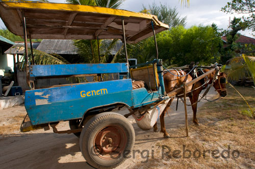 En la isla de Gili Meno no existe el transporte motorizado y los únicos medios para desplazarse de un lado a otro de la isla son la bicicleta y los carros tirados por caballos. Es habitual realizar un tour por la isla en estos carromatos. A sólo dos horas en barco de Bali, nos espera el paraíso. Las Islas Gili (Lombok, Indonesia) ofrecen al viajero la oportunidad de relajarse en sus playas de arena blanca y aguas cristalinas. Las islas Gili son el último descubrimiento en Indonesia y cada una es una maravilla. Hay Gili para todos los públicos. Gili Trawangan es la isla más grande y la que cuenta con mejor infraestructura turística. En lado oriental, encontramos mucha más vida que en el resto de la isla, donde no es posible ver vehículos a motor. El principal y único medio de transporte es la bicicleta, que convive con el Cidomo, un pequeño coche de caballos. 