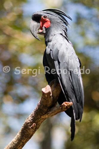 Ejemplar de Cacatúa de Palma (Probosciger aterrimus) en el Parque ornitológico de Taman Burung. Este parque cuenta con una impresionante colección de 300 aves de toda Asia y Australia, además de un pequeño dragón de Komodo. Gili Meno. Gili Meno es la isla más tranquila y aún se está desarrollando al turismo. Es sin duda, un lugar que parece intacto, donde la naturaleza es la reina. Además cuenta con un lago de agua salada y un santuario de aves impresionante. Realmente es una gozada encontrarte en una isla paradisíaca con un máximo de una docena de turistas en total desperdigados por sus playas. Fomenta el charlar con gente y encontrar rincones preciosos sin un atisbo de humanidad.”