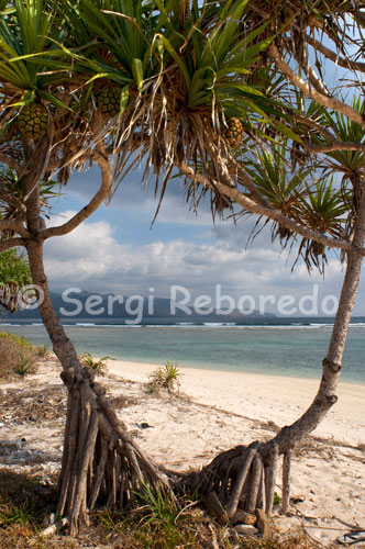 Unas palmeras en la playa de la zona Oeste de la isla, la más desabitada turísticamente hablando. Gili Meno. Las Gili bajo el agua   Las islas Gili son un estupendo destino de submarinismo, aunque no por encima de los 18 metros:años de bombardeos parapescar y el fenómeno de El Niño, que causó el deterioro por insolación de los arrecifes más sensibles a la temperatura en los años noventa, ha pasado factura, pero la vida marina aún es rica: los tiburones de punta blanca y negra abundan,así como caballitos de mar, peces aguja y muchos crustáceos. Con luna llena, aparcecen grandes bancos de peces loro de cabeza jorobada a comer en los corales, y otras veces las mantas raya se deslizan por los sitios de submarinismo.   LAs medidas de protección son firmes; no hay escuelas de submarinismo dudosas, y todos los instructores son profesionales. LOs precios son fijos (para todas las escuelas), 25 US$ por inmersión, con descuentos a partir de 10 sesiones. UN curso Padi en aguas abiertas cuesta 650 US$; y sólo algunas escuelas ofrecen Nitrox y TRimix.   La GILi Eco Trust, una asociación formada por los operadores de submarinismo y la localidad local, intenta mejorar el estado de los arrecifes. Todos los submarinistas colaboran con ella pagando una tasa de 30.000 IDR en su primera inmersión. Otra iniciativa es el establecimineto de varios aceleradores de crecimineto de los arrecifes, denominados Biorock (www.biorock.net) que usan corrientes eléctricas para estimular el desarrollo de los corales: hay dos instalacioens enfrente del hotel Villa Ombak, a 8 m bajo el agua.   Rodeadas de arrecife de coral, y con accesos fáciles desde la playa, la Gilis también son espléndidas para bucear. Gafas tubos y aletas se puden alquilar po 20.000 IDR al día. En Trawangan se puede intetar hacer frente a la playa principal, donde suelen verse tortugas. En los alrededoresde Gil Meno, el embarcadero cercano al desaparecido Bounty Resort tiene una prolífica vida marina, mientras que por Air los muros de la costa este son también buenos.   Algunos de los mejores sitios para practicar el submarinismo son:    Deep Halik El aspecto del cañon de este sitio es perfecto para hacer submarinismo sin rumbo fijo. A 28-30m suelen verse tiburonespunta blanca y negra.   Deep Turbo Bajo 30 m, este sitio es ideal para buceo Nitrox.Tiene impresionantes abanicos de mar y atrapa las corriente dominantes, así que del gran azul puede salir casi cualquier cosa( incluyendo ocasionales manta e incluso tiburones ballena).   Hans Reef En la costa norte de Gili Air, genial para la vida marina en pequeño, como pejesapos, peces fantasma, caballitos de mar y peces aguja.   Japanese Reef Sólo para buzos especializados(45m), este pecio de un buque patrulla es otro sitio ideal para hacer submarinismo Nitrox. Abunda el coral blando, y hay muchas babosas de mar, peces león y pejesapos.   Shark point Quizá sea la inmersión más estimulante de las Gilis: se pueden ver con bastante frecuencia tiburones de arrecife y tortugas, así como bancos de peces loro de cabeza jorobada y mantas. TAmbién es posible buscar sepiasy pulpos. En zonas poco profundas pueden levantarse fuerte oleadas.   Simon's Reef Aquí el arrecife está en escelentes condiones, se pueden observar bancos de jureles, y de vez en cuando, enormes barracudas y tiburenes leopardo.   Sunset (Manta Point) El perfil inclinado del arrecife permite un buen desarrollo del coral por debajo de los 18m , incluyendo impresionantes mesas coralinas. Se puede dar con enormes pelágicos. Las fuertes corriente no suelen ser un problema.