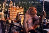 Ram Jhula is an elegant suspension bridge which was built in the 1980s. Like it's brother bridge upstream; it's a pedestrian bridge. But this being India; the definition of 'pedestrian' is flexible. You'll find bicycles; mopeds; motorbikes; goats; cows and the odd handcart all fighting for space on the bridge. I've seen videos of the rush-hour chaos and I'm glad to not have experienced that. I have a bad history of monkey attacks so I was expecting trouble on the bridge. It seems that monkeys take one look at me and can't resist the temptation to mug me for all I'm worth. But this time I was forewarned and forearmed. I'd very carefully emptied my pockets of anything that could possibly be of interest to a furry fiend in search of a snack. My camera was held tight to my body and there was nothing in my bag to tempt. As we approached the bridge you could see the would-be muggers lined up on the bridge just waiting for me to appear.The bridge monkeys are entirely shameless. They swing between the wires confident in the knowledge that they are smarter and faster than you. The little babies are quite capable of distrcting you with their cuteness whilst their uncles and grandpas sneak up behind and grab bags of food from unwary passers-by. I should hate them; I should probably be scared of them; but I just can't resist hanging about with monkeys. Rishikesh is a town that splits itself across the river Ganges with most of the 'action' on the left bank (assuming you're looking downstream) but still plenty of hotels; ashrams and temples on the right bank too. To get from one side to the other there are boats but most people use the two suspension bridges – the Lakshman Jhula and the Ram Jhula (or Shivandra Jhula). Jhula just means bridge. Our hotel was sandwiched between the two bridges; although I didn't realise there were two until it was almost time to leave. We only used the Ram Jhula; it being closer to the place where the nightly Ganga Aarti takes place. 