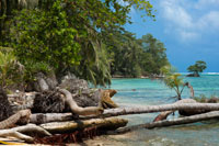 Playa de la isla tomada de la superficie del agua con una exuberante vegetación tropical, Bocas del Toro, el mar Caribe, Cayos Zapatillas, Panamá. Playa de la isla tropical con el árbol que se inclina de coco y un barco, el mar Caribe, Cayos Zapatillas. Cayos Zapatillas Estas dos hermosas islas están situadas en una plataforma de coral que se define, hacia el mar abierto, por las rompientes que se forman como las olas rompen en el arrecife. Cayos Zapatillas, se encuentran dentro de la Isla Bastimentos Parque Nacional Marino. Son famosos por sus hermosas playas, aguas cristalinas, arrecifes de coral y los bosques pequeños pero sombreados. Ellos llevan el nombre de una fruta: la zapatila. La isla occidental, Zapatillas Menor, es la base ocasional de científicos, investigadores de la tortuga marina verde. El laúd y las tortugas carey también vienen a poner sus huevos, en temporada, en estas playas. Por Zapatilla Mayor se encuentra el refugio Park Rangers, la única morada en las islas, administradas por INRENARE, la Agencia Gubernamental de Protección de los Recursos Naturales.