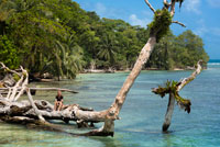 Island beach taken from the water surface with lush tropical vegetation, Bocas del Toro, Caribbean sea, Zapatillas Keys, Panama. Tropical beach island with leaning coconut tree and a boat, Caribbean sea, Zapatillas Keys.  Zapatillas Keys These two beautiful islands are located on a coral platform that is defined, toward the open sea, by the breakers that are formed as the waves crash on the reef. Zapatillas Keys, lie inside the Bastimentos Island National Marine Park. They are famous for their beautiful beaches, crystal clear waters, coral reefs and small but shady forests. They are named after a fruit: the zapatila. The western island, Zapatillas Minor, is the occasional base of scientists, researchers of the green marine turtle. The leatherback and the hawksbill turtles also come to lay their eggs, in season, on these beaches. On Zapatillas Major there is the Park Rangers refuge, the only habitation on the islands, managed by INRENARE