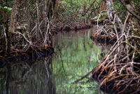 Canal de entrada a la Comarca Ngobe Bugle Indian Village Of Salt Creek Cerca de Bocas Del Toro Panamá. Salt Creek (en español: Quebrada Sal) es un pueblo Ngöbe Buglé se encuentra en el extremo sureste de la isla de Bastimentos, en Bocas del Toro Archipelago, Provincia y Distrito de Panamá. La comunidad se compone de unas 60 casas, una escuela primaria, artesanías y tiendas en general. Los aldeanos dependen principalmente de sus canoas para la pesca y el transporte, aunque el pueblo se está desarrollando lentamente junto con todo el archipiélago.