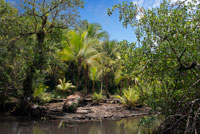 Canal de entrada a la Comarca Ngobe Bugle Indian Village Of Salt Creek Cerca de Bocas Del Toro Panamá. Salt Creek (en español: Quebrada Sal) es un pueblo Ngöbe Buglé se encuentra en el extremo sureste de la isla de Bastimentos, en Bocas del Toro Archipelago, Provincia y Distrito de Panamá. La comunidad se compone de unas 60 casas, una escuela primaria, artesanías y tiendas en general. Los aldeanos dependen principalmente de sus canoas para la pesca y el transporte, aunque el pueblo se está desarrollando lentamente junto con todo el archipiélago. Entre el Mar Caribe, con sus manglares, arrecifes de coral e islas paradisíacas, y el denso bosque húmedo tropical de la Isla Bastimentos, se encuentra la comunidad Ngobe conocido como Salt Creek (Quebrada Sal).