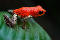 Granota Strawberry Poison (Dendrobates pumilio), d'adults, Parc Nacional Bastiments, Bocas del Toro, Panamà. La granota verí de la maduixa o maduixa granota verí de dard (pumilio Oophaga o Dendrobates pumilio) és una espècie de petit amfibi granota verinosa que es troba a Amèrica Central. És comú en tota la seva àrea de distribució, que s'estén des de l'est central de Nicaragua a través de Costa Rica i el nord-oest de Panamà. L'espècie es troba sovint en les terres baixes humides i boscos premontano, però grans poblacions també es troben en àrees pertorbades, com les plantacions. La granota verí de la maduixa és potser el més famós per la seva àmplia variació en la coloració, que comprèn aproximadament 15 a 30 varietats de color, la majoria dels quals es presumeix que és veritat-cria.