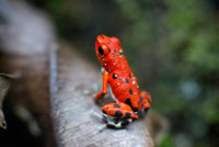 Rana Strawberry Poison (Dendrobates pumilio), de adultos, Parque Nacional Bastimentos, Bocas del Toro, Panamá. La rana veneno de la fresa o fresa rana veneno de dardo (pumilio Oophaga o Dendrobates pumilio) es una especie de pequeño anfibio rana venenosa que se encuentra en América Central. Es común en toda su área de distribución, que se extiende desde el este central de Nicaragua a través de Costa Rica y el noroeste de Panamá.