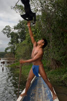 Mico aranya a Los vilatans de la tribu Embera Native Indian, Embera Village, Panamà. La gent de Panamà Embera Indian Village Indígena Indi Indis nadius americans nadius vilatans locals Chagres Nacionals Parc. Embera Drua. Embera Drua es troba a la conca alta del riu Chagres. Una presa construïda sobre el riu en 1924 va produir el Llac Alajuela, el subministrament principal d'aigua per al Canal de Panamà. El poble està a quatre quilòmetres riu amunt des del llac, i envoltada per un parc nacional de 129.000 hectàrees de bosc tropical primari. Llac Alajuela es pot accedir amb autobús i mini-van de la ciutat de Panamà. Es troba a una hora de la ciutat, prop de la localitat de Las Cumbres.