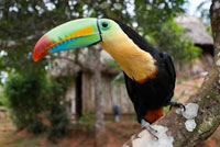 Quilla-cargado Tucan (tucán) en árbol (brevicarinatus Ramphastos sulfuratus) en la aldea de la Native Indian Tribe Embera, Embera Village, Panamá. La gente de Panamá Embera Indian Village Indígena Indio Indios nativos americanos nativos lugareños locales Chagres Nacionales Parque. Embera Drua. Embera Drua se encuentra en la cuenca alta del río Chagres. Una presa construida sobre el río en 1924 produjo el Lago Alajuela, el suministro principal de agua para el Canal de Panamá. El pueblo está a cuatro kilómetros río arriba desde el lago, y rodeada por un parque nacional de 129.000 hectáreas de bosque tropical primario.