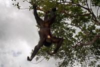 Spider monkey at Villagers of the Native Indian Embera Tribe, Embera Village, Panama. Panama Embera people Indian Village Indigenous Indio indios natives Native americans locals local Parque National Chagres. Embera Drua. Embera Drua is located on the Upper Chagres River. A dam built on the river in 1924 produced Lake Alajuela, the main water supply to the Panama Canal. The village is four miles upriver from the lake, and encircled by a 129.000 hectare National Park of primary tropical rainforest.