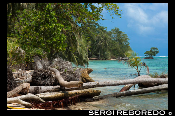 Island beach taken from the water surface with lush tropical vegetation, Bocas del Toro, Caribbean sea, Zapatillas Keys, Panama. Tropical beach island with leaning coconut tree and a boat, Caribbean sea, Zapatillas Keys.  Zapatillas Keys These two beautiful islands are located on a coral platform that is defined, toward the open sea, by the breakers that are formed as the waves crash on the reef. Zapatillas Keys, lie inside the Bastimentos Island National Marine Park. They are famous for their beautiful beaches, crystal clear waters, coral reefs and small but shady forests. They are named after a fruit: the zapatila. The western island, Zapatillas Minor, is the occasional base of scientists, researchers of the green marine turtle. The leatherback and the hawksbill turtles also come to lay their eggs, in season, on these beaches. On Zapatillas Major there is the Park Rangers refuge, the only habitation on the islands, managed by INRENARE, the Government Agency for Protection of the Natural Resources. If you like to sunbathe this is the place to be, with its white sand beaches and turquoise water. To escape from the heat, the nearby forest will provide shade. Do you like to swim, snorkel or dive? Well, Zapatillas is perfect for all of these. The best of Zapatillas's underwater world is 300 meters from the beach, toward the mainland, Coral Islands. The place is shallow with beautiful coral formations, particularly good for snorkelling and diving. There, in no more than 20 feet of water, you can enjoy several underwater coral islets, refuge for snapper, angel fish, grouper, parrot and butterfly fish. In the crevices lobsters, crabs, morey eels and an infinite number of tiny sea invertebrates hide. If you want more than a pretty reef, try behind the breakers. If the sea permits, you will find a wall formed by the reef, that contains small caves, up to 50 feet deep. A walk in the forest is also one of the activities that visitors like to enjoy. As you can see, Zapatillas Keys can satisfy everybody's tastes. To visit contact any tour operator and in 45 minutes, you will arrive at this paradise. We recommend staying all day but, please, bring your lunch, refreshments, sun protection and, at least, snorkelling gear.