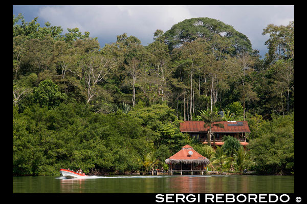 Boat at Peaceful shot overlooking Dolphin Bay in Bocas del Toro, Panama. Tropical Rain Forest in Bocas del Toro, Panama. Dolphin Bay. Known locally as Laguna Bocatorito, Dolphin Bay is located between the east side of Cristóbal Island and an irregularly shaped peninsula from the mainland. It’s about 6 miles (10 km) from Colón Island, which takes about 15–20 minutes by boat.    At its widest point the bay is 4 miles (6 km). The bay has calm waters and is surrounded by mangroves, which draw an abundance of small fish and crustaceans into the water—this makes it a perfect habitat for dolphins (defines), especially mothers and calves. The best time of year to see dolphins is June and July, when rough sees make the calm water of the bay especially appealing. The dolphins are usually spotted in pairs or in pods of five or six.    Most boat tours in Bocas del Toro will include a visit to Dolphin Bay. There is a good chance of spotting dolphins, but even if you don’t, it’s still a scenic area.       