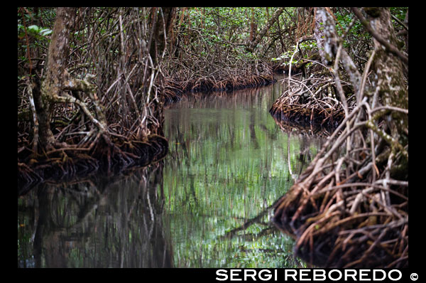 Canal de entrada a la Comarca Ngobe Bugle Indian Village Of Salt Creek Cerca de Bocas Del Toro Panamá. Salt Creek (en español: Quebrada Sal) es un pueblo Ngöbe Buglé se encuentra en el extremo sureste de la isla de Bastimentos, en Bocas del Toro Archipelago, Provincia y Distrito de Panamá. La comunidad se compone de unas 60 casas, una escuela primaria, artesanías y tiendas en general. Los aldeanos dependen principalmente de sus canoas para la pesca y el transporte, aunque el pueblo se está desarrollando lentamente junto con todo el archipiélago. Entre el Mar Caribe, con sus manglares, arrecifes de coral e islas paradisíacas, y el denso bosque húmedo tropical de la Isla Bastimentos, se encuentra la comunidad Ngobe conocido como Salt Creek (Quebrada Sal). Aquí, la ALIATUR organización local (Salt Creek Turismo Alliance) ha creado un proyecto para que los visitantes al archipiélago de Bocas del Toro pueden llegar a conocer la cultura de esta comunidad indígena, sus artesanías, sus bailes, y sus historias. Las medidas adoptadas para promover la sostenibilidad Cuatro senderos ambientales o sociales en los bosques de los alrededores permiten al turista apreciar la rica fauna y flora de la región. Alojamiento y comida típica de la zona se ofrecen para el que quiera visitar durante uno o más días en la comunidad de. En caso de que ésto no sea suficiente, la proximidad community's al Parque Nacional Marino Bastimentos permite a los turistas pagan una rápida visita a los maravillosos Cayos Zapatilla y para disfrutar de sus playas, arrecifes de coral, y el sendero.