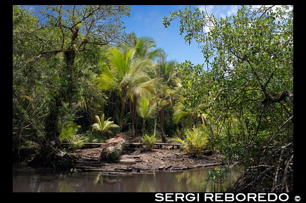 Channel to entrance at The Ngobe Bugle Indian Village Of Salt Creek Near Bocas Del Toro Panama. Salt Creek (in Spanish: Quebrada Sal) is a Ngöbe Buglé village located on the southeastern end of Bastimentos island, in the Bocas del Toro Archipelago, Province and District of Panama.  The community consists of about 60 houses, an elementary school, handcrafts and general stores. The villagers depend mostly on their canoes for fishing and transportation although the village is slowly developing together with the whole archipelago.  Between the Caribbean Sea, with its mangroves, coral reefs, and paradisiacal islands, and the dense humid tropical forest of Bastimentos Island, lies the Ngobe community known as Salt Creek (Quebrada Sal).  Here, the local organization ALIATUR (Salt Creek Tourism Alliance) has created a project so that visitors to the Bocas del Toro Archipelago can get to know the culture of this indigenous community, its artisan crafts, its dances, and its stories.  Actions taken to promote environmental or social sustainability Four hiking trails in the surrounding forests allow the tourist to appreciate the rich fauna and flora of the region. Lodging and typical local food are offered for whoever wishes to visit for one or more days in the community.  In case this isn´t enough, the community´s proximity to the Bastimentos National Marine Park allows tourists to pay a quick visit to the marvelous Zapatilla Cays and to enjoy its beaches, coral reefs, and trail.