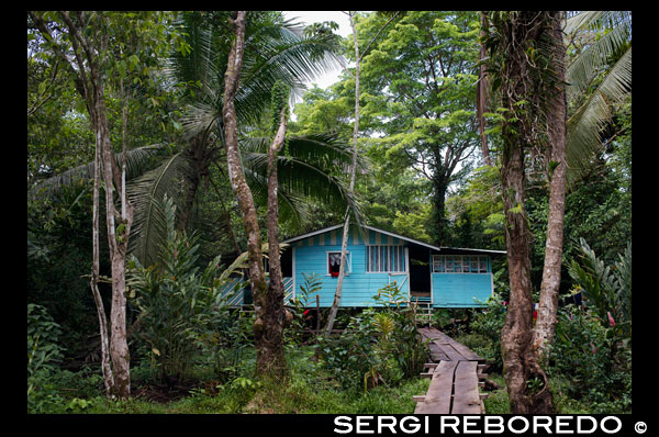 Casa En El Ngobe Bugle Indian Village Of Salt Creek Cerca de Bocas Del Toro Panamá. Salt Creek (en español: Quebrada Sal) es un pueblo Ngöbe Buglé se encuentra en el extremo sureste de la isla de Bastimentos, en Bocas del Toro Archipelago, Provincia y Distrito de Panamá. La comunidad se compone de unas 60 casas, una escuela primaria, artesanías y tiendas en general. Los aldeanos dependen principalmente de sus canoas para la pesca y el transporte, aunque el pueblo se está desarrollando lentamente junto con todo el archipiélago. Entre el Mar Caribe, con sus manglares, arrecifes de coral e islas paradisíacas, y el denso bosque húmedo tropical de la Isla Bastimentos, se encuentra la comunidad Ngobe conocido como Salt Creek (Quebrada Sal). Aquí, la ALIATUR organización local (Salt Creek Turismo Alliance) ha creado un proyecto para que los visitantes al archipiélago de Bocas del Toro pueden llegar a conocer la cultura de esta comunidad indígena, sus artesanías, sus bailes, y sus historias. Las medidas adoptadas para promover la sostenibilidad Cuatro senderos ambientales o sociales en los bosques de los alrededores permiten al turista apreciar la rica fauna y flora de la región. Alojamiento y comida típica de la zona se ofrecen para el que quiera visitar durante uno o más días en la comunidad de. En caso de que ésto no sea suficiente, la proximidad community's al Parque Nacional Marino Bastimentos permite a los turistas pagan una rápida visita a los maravillosos Cayos Zapatilla y para disfrutar de sus playas, arrecifes de coral, y el sendero.