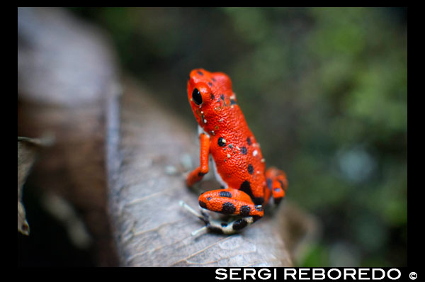 Strawberry Poison Frog (Dendrobates pumilio), adult, Bastimentos National Park, Bocas del Toro, Panama. The strawberry poison frog or strawberry poison-dart frog (Oophaga pumilio or Dendrobates pumilio) is a species of small amphibian poison dart frog found in Central America. It is common throughout its range, which extends from eastern central Nicaragua through Costa Rica and northwestern Panama. The species is often found in humid lowlands and premontane forest, but large populations are also found in disturbed areas such as plantations. The strawberry poison frog is perhaps most famous for its widespread variation in coloration, comprising approximately 15–30 color morphs, most of which are presumed to be true-breeding. O. pumilio, while not the most poisonous of the dendrobatids, is the most toxic member of its genus. The species is most diverse in Panama with varieties in vivid shades of all red, orange, blue, yellow or green, green and yellow, white with red, orange or black and spotted varieties. The most colorful mix is found in Isla Bastimentos Marine National Park though not all in one place. Colors vary by location. A beach on the north side of the island is named after the species. Two of Southern Explorations' Panama tours visit red frog habitat. Both the eight-day Panama Adventure trip and eleven-day Panama Highlights trip spend time in Isla Bastimentos Marine National Park and the former also goes to Red Frog Beach. The red frog is not as poisonous as some of its cousins and is not a threat to humans. It subsists on a diet of ants that dine on poisonous plants, providing the red frog its protective skin toxin. Males attract females with a loud quick chirp. To hear the distinctive sound before you depart on your Panama tours, go to the University of Michigan Museum's biodiversity website (www.animaldiversity.ummz.umich.edu.) After birth, the tadpoles climb aboard the mother who deposits them in different protected areas where she returns to nourish them by laying infertile eggs nearby until they are ready to swim off on their own. 