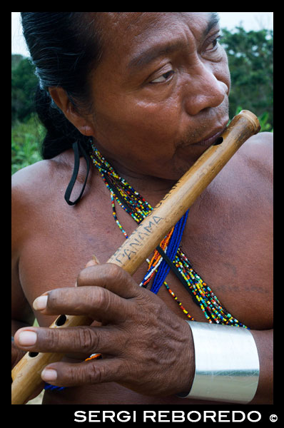 Music and dancing in the village of the Native Indian Embera Tribe, Embera Village, Panama. Panama Embera people Indian Village Indigenous Indio indios natives Native americans locals local Parque National Chagres. Embera Drua. Embera Drua is located on the Upper Chagres River. A dam built on the river in 1924 produced Lake Alajuela, the main water supply to the Panama Canal. The village is four miles upriver from the lake, and encircled by a 129.000 hectare National Park of primary tropical rainforest. Lake Alajuela can be accessed by bus and mini-van from the city of Panama. It lies an hour from the city, close to the town of Las Cumbres. From a spot called Puerto El Corotu (less a port than a muddy bank with a little store that serves as a dock to embark and disembark from canoes) on the shore of the lake, it takes 45 minutes to an hour to climb up the Rio Chagres to Embera Drua ina a motorized dugout. The village was founded in 1975 by Emilio Caisamo and his sons. They first called it community 2.60 as it was the name of the meteorological station constructed by the Panama Canal Commission located a little up river from the present community. The sons married and brought their wives to live in the community which later attracted more families. Most of the villagers moved out from the Darien Region--increasingly dangerous due to incursions by Colombian guerillas and drug traffickers--and to be closer to the city to have better access to its medical services and educational opportunities. In 1996, villagers adopted a name that reflects their identity and began to call their community Embera Drua. In 1998, the village totaled a population of 80. The social and political leadership of the village is divided between the Noko or village chief, the second chief, the secretary, the accountant and all the committees. Each committee has its president, and accountant, and sometimes a secretary. Embera Drua has a tourism committee that organizes itineraries and activities for groups of visitors and an artisans committee to assist artists in selling their intricate baskets and carvings. Such organization is a relatively new phenomenon but it is inspiring to see how the community has embraced it. The village of Embera Drua has its own NGO. Its goals are to support the village and promote tourism and its artisans. Thanks to their efforts, villagers of Embera Drua now own titles to their land. Their main goals are to assist the village in becoming economically self-sufficient. People from the village of Parara Puru lower down Chagres, have joined the NGO as well. If you would like to support their NGO, contact them directly.The climate is tropical with two distinct seasons. The rainy season lasts about seven months from April to October and the dry season is from November to March. The temperature is fairly constant during the year and varies from the high 80's (high 20's C) during mid-day to the 70's (low 20's C) at night. The landscape protects the village from the strong winter winds yet keeps it breezy enough that the village is almost free of biting insects.