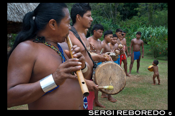 Música i ball al poble de la Native Indian Tribe Embera, Embera Village, Panamà. La gent de Panamà Embera Indian Village Indígena Indi Indis nadius americans nadius vilatans locals Chagres Nacionals Parc. Embera Drua. Embera Drua es troba a la conca alta del riu Chagres. Una presa construïda sobre el riu en 1924 va produir el Llac Alajuela, el subministrament principal d'aigua per al Canal de Panamà. El poble està a quatre quilòmetres riu amunt des del llac, i envoltada per un parc nacional de 129.000 hectàrees de bosc tropical primari. Llac Alajuela es pot accedir amb autobús i mini-van de la ciutat de Panamà. Es troba a una hora de la ciutat, prop de la localitat de Las Cumbres. Des d'un lloc anomenat Port El Corotu (menys un port d'un banc fangós amb una petita botiga que serveix com una molla per embarcar i desembarcar de canoes) a la vora del llac, es triga 45 minuts a una hora per pujar al Riu Chagres a Embera Drua ina 1 piragua motoritzada. El poble va ser fundat el 1975 per Emilio Caisamo i els seus fills. Primer van cridar comunitat 2.60, ja que era el nom de l'estació meteorològica construïda per la Comissió del Canal de Panamà ubicat una mica riu amunt de l'actual comunitat. Els fills es van casar i van portar les seves dones a viure en la comunitat que més tard va atraure més famílies. La majoria dels habitants del poble es va traslladar fora de la Regió de Darién - cada vegada més perillós a causa de les incursions dels guerrillers colombians i narcotraficants - i per estar més a prop de la ciutat per tenir un millor accés als seus serveis mèdics i oportunitats educatives. El 1996, els pobladors van adoptar un nom que reflecteix la seva identitat i van començar a cridar a la seva comunitat Embera Drua. El 1998, el poble va sumar una població de 80 El lideratge social i polític del poble està dividit entre el Noko o cap del poble, el segon cap, la secretària, el comptador i tots els comitès. Cada comitè té el seu president, i el seu comptador, i de vegades un secretari. Embera Drua té un comitè de turisme que organitza itineraris i activitats per a grups de visitants i un comitè d'artesans per ajudar els artistes en la venda de les seves cistelles i talles intricades. Aquesta organització és un fenomen relativament nou, però és inspirador veure com la comunitat ha abraçat. El poble de Embera Drua té la seva pròpia ONG. Els seus objectius són donar suport al poble i promoure el turisme i els seus artesans. Gràcies als seus esforços, els pobladors de Embera Drua ara posseeixen títols de propietat de les seves terres. Els seus objectius principals són ajudar al poble a convertir-se en econòmicament autosuficient. La gent del llogaret de Parés Puru més baix Chagres, s'han unit a l'ONG també. Si vol recolzar la seva ONG, en contacte amb ells directly.The clima és tropical amb dues estacions ben diferenciades. La temporada de pluges dura al voltant de set mesos a partir d'abril a octubre i l'estació seca és de novembre a març. La temperatura és bastant constant durant l'any i varia des dels alts de 80 (alta C de 20) durant la meitat del dia als anys 70 (C baixa del 20) a la nit. El paisatge protegeix al poble dels forts vents de l'hivern encara manté força ventós que el poble està gairebé lliure dels insectes que piquen.