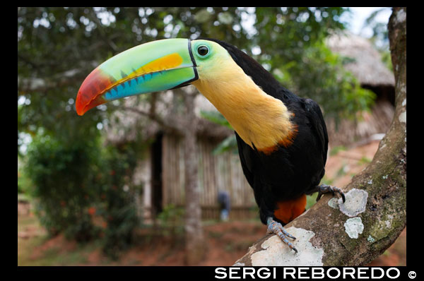 Quilla-cargado Tucan (tucán) en árbol (brevicarinatus Ramphastos sulfuratus) en la aldea de la Native Indian Tribe Embera, Embera Village, Panamá. La gente de Panamá Embera Indian Village Indígena Indio Indios nativos americanos nativos lugareños locales Chagres Nacionales Parque. Embera Drua. Embera Drua se encuentra en la cuenca alta del río Chagres. Una presa construida sobre el río en 1924 produjo el Lago Alajuela, el suministro principal de agua para el Canal de Panamá. El pueblo está a cuatro kilómetros río arriba desde el lago, y rodeada por un parque nacional de 129.000 hectáreas de bosque tropical primario. Lago Alajuela se puede acceder en autobús y mini-van de la ciudad de Panamá. Se encuentra a una hora de la ciudad, cerca de la localidad de Las Cumbres. Desde un lugar llamado Puerto El Corotu (menos un puerto de un banco fangoso con una pequeña tienda que sirve como un muelle para embarcar y desembarcar de canoas) en la orilla del lago, se tarda 45 minutos a una hora para subir el Río Chagres a Embera Drua ina una piragua motorizada. El pueblo fue fundado en 1975 por Emilio Caisamo y sus hijos. Primero llamaron comunidad 2.60, ya que era el nombre de la estación meteorológica construida por la Comisión del Canal de Panamá ubicado un poco río arriba de la actual comunidad. Los hijos se casaron y trajeron a sus esposas a vivir en la comunidad que más tarde atrajo a más familias. La mayoría de los habitantes del pueblo se trasladó fuera de la Región de Darién - cada vez más peligroso debido a las incursiones de los guerrilleros colombianos y narcotraficantes - y para estar más cerca de la ciudad para tener un mejor acceso a sus servicios médicos y oportunidades educativas. En 1996, los pobladores adoptaron un nombre que refleja su identidad y comenzaron a llamar a su comunidad Embera Drua. En 1998, el pueblo sumó una población de 80 El liderazgo social y político del pueblo está dividido entre el Noko o jefe de la aldea, el segundo jefe, la secretaria, el contador y todos los comités. Cada comité tiene su presidente, y su contador, ya veces un secretario. Embera Drua tiene un comité de turismo que organiza itinerarios y actividades para grupos de visitantes y un comité de artesanos para ayudar a los artistas en la venta de sus cestas y tallas intrincadas. Dicha organización es un fenómeno relativamente nuevo, pero es inspirador ver cómo la comunidad ha abrazado. El pueblo de Embera Drua tiene su propia ONG. Sus objetivos son apoyar al pueblo y promover el turismo y sus artesanos. Gracias a sus esfuerzos, los pobladores de Embera Drua ahora poseen títulos de propiedad de sus tierras. Sus objetivos principales son ayudar al pueblo a convertirse en económicamente autosuficiente. La gente de la aldea de Parara Puru más abajo Chagres, se han unido a la ONG también. Si usted desea apoyar a su ONG, en contacto con ellos directly.The clima es tropical con dos estaciones bien diferenciadas. La temporada de lluvias dura alrededor de siete meses a partir de abril a octubre y la estación seca es de noviembre a marzo. La temperatura es bastante constante durante el año y varía desde los altos de 80 (alta C de 20) durante la mitad del día a los años 70 (C baja del 20) por la noche. El paisaje protege al pueblo de los fuertes vientos del invierno todavía mantiene bastante ventoso que el pueblo está casi libre de los insectos que pican.