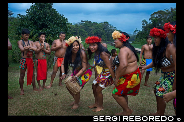 Music and dancing in the village of the Native Indian Embera Tribe, Embera Village, Panama. Panama Embera people Indian Village Indigenous Indio indios natives Native americans locals local Parque National Chagres. Embera Drua. Embera Drua is located on the Upper Chagres River. A dam built on the river in 1924 produced Lake Alajuela, the main water supply to the Panama Canal. The village is four miles upriver from the lake, and encircled by a 129.000 hectare National Park of primary tropical rainforest. Lake Alajuela can be accessed by bus and mini-van from the city of Panama. It lies an hour from the city, close to the town of Las Cumbres. From a spot called Puerto El Corotu (less a port than a muddy bank with a little store that serves as a dock to embark and disembark from canoes) on the shore of the lake, it takes 45 minutes to an hour to climb up the Rio Chagres to Embera Drua ina a motorized dugout. The village was founded in 1975 by Emilio Caisamo and his sons. They first called it community 2.60 as it was the name of the meteorological station constructed by the Panama Canal Commission located a little up river from the present community. The sons married and brought their wives to live in the community which later attracted more families. Most of the villagers moved out from the Darien Region--increasingly dangerous due to incursions by Colombian guerillas and drug traffickers--and to be closer to the city to have better access to its medical services and educational opportunities. In 1996, villagers adopted a name that reflects their identity and began to call their community Embera Drua. In 1998, the village totaled a population of 80. The social and political leadership of the village is divided between the Noko or village chief, the second chief, the secretary, the accountant and all the committees. Each committee has its president, and accountant, and sometimes a secretary. Embera Drua has a tourism committee that organizes itineraries and activities for groups of visitors and an artisans committee to assist artists in selling their intricate baskets and carvings. Such organization is a relatively new phenomenon but it is inspiring to see how the community has embraced it. The village of Embera Drua has its own NGO. Its goals are to support the village and promote tourism and its artisans. Thanks to their efforts, villagers of Embera Drua now own titles to their land. Their main goals are to assist the village in becoming economically self-sufficient. People from the village of Parara Puru lower down Chagres, have joined the NGO as well. If you would like to support their NGO, contact them directly.The climate is tropical with two distinct seasons. The rainy season lasts about seven months from April to October and the dry season is from November to March. The temperature is fairly constant during the year and varies from the high 80's (high 20's C) during mid-day to the 70's (low 20's C) at night. The landscape protects the village from the strong winter winds yet keeps it breezy enough that the village is almost free of biting insects.