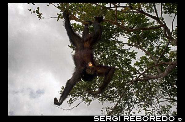 Spider monkey at Villagers of the Native Indian Embera Tribe, Embera Village, Panama. Panama Embera people Indian Village Indigenous Indio indios natives Native americans locals local Parque National Chagres. Embera Drua. Embera Drua is located on the Upper Chagres River. A dam built on the river in 1924 produced Lake Alajuela, the main water supply to the Panama Canal. The village is four miles upriver from the lake, and encircled by a 129.000 hectare National Park of primary tropical rainforest. Lake Alajuela can be accessed by bus and mini-van from the city of Panama. It lies an hour from the city, close to the town of Las Cumbres. From a spot called Puerto El Corotu (less a port than a muddy bank with a little store that serves as a dock to embark and disembark from canoes) on the shore of the lake, it takes 45 minutes to an hour to climb up the Rio Chagres to Embera Drua ina a motorized dugout. The village was founded in 1975 by Emilio Caisamo and his sons. They first called it community 2.60 as it was the name of the meteorological station constructed by the Panama Canal Commission located a little up river from the present community. The sons married and brought their wives to live in the community which later attracted more families. Most of the villagers moved out from the Darien Region--increasingly dangerous due to incursions by Colombian guerillas and drug traffickers--and to be closer to the city to have better access to its medical services and educational opportunities. In 1996, villagers adopted a name that reflects their identity and began to call their community Embera Drua. In 1998, the village totaled a population of 80. The social and political leadership of the village is divided between the Noko or village chief, the second chief, the secretary, the accountant and all the committees. Each committee has its president, and accountant, and sometimes a secretary. Embera Drua has a tourism committee that organizes itineraries and activities for groups of visitors and an artisans committee to assist artists in selling their intricate baskets and carvings. Such organization is a relatively new phenomenon but it is inspiring to see how the community has embraced it. The village of Embera Drua has its own NGO. Its goals are to support the village and promote tourism and its artisans. Thanks to their efforts, villagers of Embera Drua now own titles to their land. Their main goals are to assist the village in becoming economically self-sufficient. People from the village of Parara Puru lower down Chagres, have joined the NGO as well. If you would like to support their NGO, contact them directly.The climate is tropical with two distinct seasons. The rainy season lasts about seven months from April to October and the dry season is from November to March. The temperature is fairly constant during the year and varies from the high 80's (high 20's C) during mid-day to the 70's (low 20's C) at night. The landscape protects the village from the strong winter winds yet keeps it breezy enough that the village is almost free of biting insects.