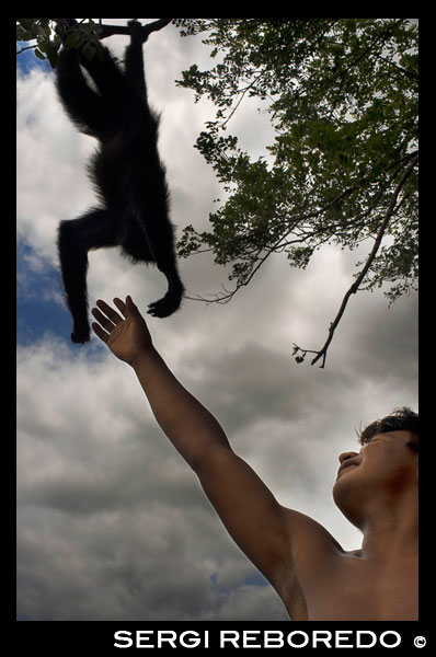 Spider monkey at Villagers of the Native Indian Embera Tribe, Embera Village, Panama. Panama Embera people Indian Village Indigenous Indio indios natives Native americans locals local Parque National Chagres. Embera Drua. Embera Drua is located on the Upper Chagres River. A dam built on the river in 1924 produced Lake Alajuela, the main water supply to the Panama Canal. The village is four miles upriver from the lake, and encircled by a 129.000 hectare National Park of primary tropical rainforest. Lake Alajuela can be accessed by bus and mini-van from the city of Panama. It lies an hour from the city, close to the town of Las Cumbres. From a spot called Puerto El Corotu (less a port than a muddy bank with a little store that serves as a dock to embark and disembark from canoes) on the shore of the lake, it takes 45 minutes to an hour to climb up the Rio Chagres to Embera Drua ina a motorized dugout. The village was founded in 1975 by Emilio Caisamo and his sons. They first called it community 2.60 as it was the name of the meteorological station constructed by the Panama Canal Commission located a little up river from the present community. The sons married and brought their wives to live in the community which later attracted more families. Most of the villagers moved out from the Darien Region--increasingly dangerous due to incursions by Colombian guerillas and drug traffickers--and to be closer to the city to have better access to its medical services and educational opportunities. In 1996, villagers adopted a name that reflects their identity and began to call their community Embera Drua. In 1998, the village totaled a population of 80. The social and political leadership of the village is divided between the Noko or village chief, the second chief, the secretary, the accountant and all the committees. Each committee has its president, and accountant, and sometimes a secretary. Embera Drua has a tourism committee that organizes itineraries and activities for groups of visitors and an artisans committee to assist artists in selling their intricate baskets and carvings. Such organization is a relatively new phenomenon but it is inspiring to see how the community has embraced it. The village of Embera Drua has its own NGO. Its goals are to support the village and promote tourism and its artisans. Thanks to their efforts, villagers of Embera Drua now own titles to their land. Their main goals are to assist the village in becoming economically self-sufficient. People from the village of Parara Puru lower down Chagres, have joined the NGO as well. If you would like to support their NGO, contact them directly.The climate is tropical with two distinct seasons. The rainy season lasts about seven months from April to October and the dry season is from November to March. The temperature is fairly constant during the year and varies from the high 80's (high 20's C) during mid-day to the 70's (low 20's C) at night. The landscape protects the village from the strong winter winds yet keeps it breezy enough that the village is almost free of biting insects.