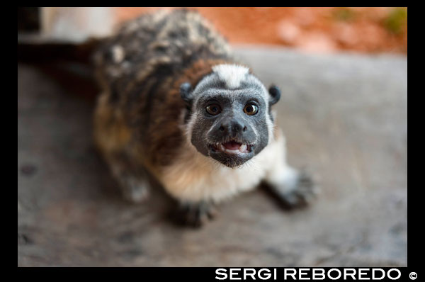 Monos de América Central (Saimiri oerstedii), mono Titi. (titis). Titi oscuro, Mono Titi (Callicebus moloch). Los pobladores de la Native Indian Tribe Embera, Embera Village, Panamá. La gente de Panamá Embera Indian Village Indígena Indio Indios nativos americanos nativos lugareños locales Chagres Nacionales Parque. Embera Drua. Embera Drua se encuentra en la cuenca alta del río Chagres. Una presa construida sobre el río en 1924 produjo el Lago Alajuela, el suministro principal de agua para el Canal de Panamá. El pueblo está a cuatro kilómetros río arriba desde el lago, y rodeada por un parque nacional de 129.000 hectáreas de bosque tropical primario. Lago Alajuela se puede acceder en autobús y mini-van de la ciudad de Panamá. Se encuentra a una hora de la ciudad, cerca de la localidad de Las Cumbres. Desde un lugar llamado Puerto El Corotu (menos un puerto de un banco fangoso con una pequeña tienda que sirve como un muelle para embarcar y desembarcar de canoas) en la orilla del lago, se tarda 45 minutos a una hora para subir el Río Chagres a Embera Drua ina una piragua motorizada. El pueblo fue fundado en 1975 por Emilio Caisamo y sus hijos. Primero llamaron comunidad 2.60, ya que era el nombre de la estación meteorológica construida por la Comisión del Canal de Panamá ubicado un poco río arriba de la actual comunidad. Los hijos se casaron y trajeron a sus esposas a vivir en la comunidad que más tarde atrajo a más familias. La mayoría de los habitantes del pueblo se trasladó fuera de la Región de Darién - cada vez más peligroso debido a las incursiones de los guerrilleros colombianos y narcotraficantes - y para estar más cerca de la ciudad para tener un mejor acceso a sus servicios médicos y oportunidades educativas. En 1996, los pobladores adoptaron un nombre que refleja su identidad y comenzaron a llamar a su comunidad Embera Drua. En 1998, el pueblo sumó una población de 80 El liderazgo social y político del pueblo está dividido entre el Noko o jefe de la aldea, el segundo jefe, la secretaria, el contador y todos los comités. Cada comité tiene su presidente, y su contador, ya veces un secretario. Embera Drua tiene un comité de turismo que organiza itinerarios y actividades para grupos de visitantes y un comité de artesanos para ayudar a los artistas en la venta de sus cestas y tallas intrincadas. Dicha organización es un fenómeno relativamente nuevo, pero es inspirador ver cómo la comunidad ha abrazado. El pueblo de Embera Drua tiene su propia ONG. Sus objetivos son apoyar al pueblo y promover el turismo y sus artesanos. Gracias a sus esfuerzos, los pobladores de Embera Drua ahora poseen títulos de propiedad de sus tierras. Sus objetivos principales son ayudar al pueblo a convertirse en económicamente autosuficiente. La gente de la aldea de Parara Puru más abajo Chagres, se han unido a la ONG también. Si usted desea apoyar a su ONG, en contacto con ellos directly.The clima es tropical con dos estaciones bien diferenciadas. La temporada de lluvias dura alrededor de siete meses a partir de abril a octubre y la estación seca es de noviembre a marzo. La temperatura es bastante constante durante el año y varía desde los altos de 80 (alta C de 20) durante la mitad del día a los años 70 (C baja del 20) por la noche. El paisaje protege al pueblo de los fuertes vientos del invierno todavía mantiene bastante ventoso que el pueblo está casi libre de los insectos que pican.