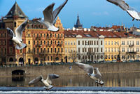 Diverses gavines sobrevolen els voltants del pont de Carles. El Pont de Carles (en txec Karl? V most) és el pont més vell de Praga, i travessa el riu Moldava de la Ciutat Vella a la Ciutat Petita. És el segon pont més antic existent a la República Txeca. La seva construcció va començar en 1357 amb el vistiplau del Rei Carles IV, i va ser finalitzat a principis del segle XV. Atès que en aquest llavors constituïa l'única forma de travessar el riu, el pont de Carles es va transformar en la via de comunicació més important entre la Ciutat Vella, el Castell de Praga i les zones adjacents fins a 1841. El pont va ser també una connexió important per al comerç entre Europa Oriental i Occidental. Originalment aquesta via de comunicació va rebre el nom de Pont de Pedra (Kamenný most) i Pont de Praga (Prazsky most), però porta la seva denominació actual des de 1870.