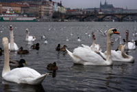 Ànecs nedant al Rio Moldava. El riu Moldava s'obre camí per la màgica ciutat de Praga entre edificis clàssics edificis, i meravellosos ponts que el creuen, com el Pont de Carles i un altre més moderns. A l'edat mitjana aquest riu s'utilitzava per transportar fusta dels boscos del sud que es destinava a la construcció. En la història de la creació de la ciutat, ha tingut un paper essencial. Actualment, hi ha encara zones on es descendeix en basses, sobretot a l'interior. Els turistes poden gaudir d'un sopar creuer i de les magnífiques vistes de la Ciutat de les Cent Torres des de les seves aigües. Es nota que l'articulació de la capital de Bohèmia es va fer per i per al riu a l'hora de concebre la seva ciutat. Ja ningú es banya en les seves aigües, fent bona la filosofia d'Heràclit. En canvi, multitud de palaus i edificis s'aboquen al riu, el busquen des de moltes perspectives, es deixen acaronar per les seves fortes brises i mai li donen l'esquena. Fa pocs anys van patir unes inundacions tremendes, amb uns destrosses impressionants, però com si d'un mal d'amors es tractés, els praguencs segueixen vivint de cara al seu riu. Per això una desena de majestuosos ponts uneixen les dues ribes de la ciutat, des de l'artístic de Carles IV fins a l'últim als afores de l'urbs.