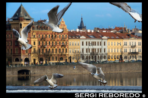 Several seagulls fly around the Charles Bridge. The Charles Bridge (Czech Karl? V most) is the oldest bridge in Prague, Vltava river and through the Old Town to the Lesser Town. It is the second oldest existing bridge in the Czech Republic. Its construction started in 1357 with the approval of King Charles IV, and finished in the early fifteenth century. Since at the time was the only way to cross the river, the Charles Bridge became the most important communication channel between Old Town, Prague Castle and adjacent areas until 1841. The bridge was also an important link for trade between Eastern and Western Europe. Originally this communication channel was called Stone Bridge (Kamenný most) or the Prague Bridge (Praský most), but it takes its current name since 1870. The bridge has a length of 516 meters and its width is about 10 meters, while resting on 16 arches. It is protected by three bridge towers between its two heads, two in Malá Strana and the remaining at the end located in the Old City. The tower located at the head of the Old Town is considered by many as one of the most impressive constructions of Gothic architecture in the world. The bridge is decorated by 30 statues on both sides of it, most of which are in Baroque style and were built around 1700. At night the Charles Bridge is a silent witness to the medieval times. But during the day, his face changes completely and becomes a very busy place. Artists and traders try to make money at the expense of the large flow of tourists daily visit the place