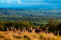 In the vicinity of Hotel Diana Dea Lodge Deer roam. Located 600 meters above sea level, overlooking Sainte-Anne, in the middle of a game reserve of 150 acres fenced. A true haven of peace surrounded by nature, the hotel has a beautiful view over the Indian Ocean. The architecture and materials include stone and wood. The rooms are cozy and have terraces or balconies covered with 180 °. 24 classic rooms, 5 "privilege" "rooms" and a suite. Guests can enjoy the library, a bar and a main lounge with large central fireplace, a terrace, ... a restaurant, a conference room and a spa.