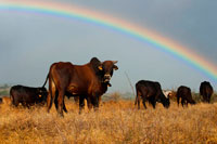 Sunset with rainbow background. Some cows grazing on the plain. Surrounded by the vastness of the Indian Ocean, Reunion Island offers a variety of landscapes. At each altitude of his monumental relief, the island changed its face and surprises us with jagged peaks, deep gorges and precipices, forests dripping with waterfalls and large lunar plains. Its peculiar relief is the result of two successive volcanic eruptions and after centuries of erosion and subsidence, lush sculpted three circuses: Mafate, Salazie and Cilaos. The other major volcanic massif, the Piton de la Fournaise, has created a desert landscape with its periodic eruptions impressive day and night like fireworks. A tour at your leisure by a fascinating island. The towering mountains and gorges make Reunion island a paradise for lovers of trekking and hiking but tropical hue of its sandy beaches. Unpublished landscapes and enjoy the great hospitality of the locals.