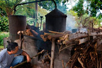 Perfume distillery in the small town of Petit France. Chez Isabel, where geraniums are grown for the production of aromatic fragrances. Location: La Petite France is located in the tourist route piton Maido 8 Forest Road, 15 miles east of St. Paul.