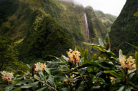 BLANCHE CASCADE, the most famous waterfall in Reunion Island .. This waterfall has 4 successive steps down a wall on the steep green valley Bras Caverne Canyon River. French topographic maps compared with aerial photographs clearly show a fall well above the 500 meters, our feeling is of 640 meters is about accurate as cataracts start in the 840 meters contour and depleted in the 200m contour slightly above the point where the water from the ravine of Blanche in the waters of the Bras de Caverne. The highest drop alone is a clear 400 meters waterfall ponytail that stands in stark contrast to the deep green of the jungle cliff wall adorned