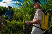 Fumigació de camps de canya de sucre a prop de la carretera d'Cambopurg. El sucre de canya és el principal cultiu i producte exportat d'aquesta illa. La seva unitat monetària és l'euro des de l'any 2002 i fins ara. Anteriorment es va utilitzar el franc francès des de 1973, any en el qual la divisa del país gal va substituir al franc de Reunió. Reunió depèn de la importació de menjar i d'energia. A més, la desocupació representa un seriós problema. El seu Producte Intern Brut per habitant és considerablement inferior al de França continental. Per això es beneficia dels fons estructurals que atorga la Unió Europea a les zones econòmiques menys afavorides. A data del 2010 tenia la taxa d'atur més alta de la Unió Europea, amb el 28,9%