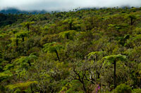 Vegetation in the approach to the volcano Piton de la Fournaise volcano, also known as smelling of vanilla. In a very distant islands had a great mountain that God had created the village. This was "the god of the volcano." In this strange island called fournaise was a snake, had the peculiar feature of leaving behind a smell like vanilla that made everyone in the vicinity to calm down. The people of this village learned to use this power, which it began to be the new idol of the village and the god of the volcano began to feel jealous. The people of the village was primitive, knew not communicate, nor were clever, but still had religious beliefs. The god of the volcano was very angry with the village and took it out on them making the mountain became a volcano. But the village did not know that the snake had also been created by the god of the volcano so the snake would also be affected. The serpent approaches the volcano to defend but tripped and fell into the crater. Since then people have called this volcano 'Piton de la Fournaise ", also called" The volcano that smells like vanilla. "