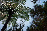 Fern trees Bélouve Jungle Forest. Ferns are almost universally known, are a typical plant of the home, and in many forests. But some of these cousins ??are the tree ferns or tree ferns. Some of the strangest plants, not only in form but because they could say they are almost "living fossils". The scientific name is Cyatheales, an order that is divided into two main families are Dicksoniaceae and Cyatheaceae. Unlike their cousins??, these ferns grow with a trunk, not bushy. They are lush, and the foliage grows tall. They can reach 15 feet high. If you look, at first glance may seem palms, but are very different. The trunk is not like typical trees, which are the re reproduce with flowers and fruits. There are new fabrics, rings, as they grow. By contrast the trunk comprises roots that expand as the tree fern grows. Not often reach ages over 20 years. As ferns shrubs, these spores are reproduced, one of the most primitive forms of reproduction. They often grow in subtropical areas of Australia, New Zealand and other islands of Oceania. Of course also grow on the island of Reunion. Only one genus grows in Europe, the Culcita. They are very old, as it originated in the Jurassic period, nearly 200 million years.